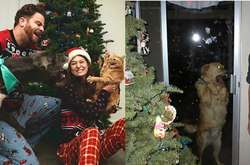 Новогодние фото, которые не были бы такими смешными без собак