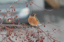 Прогноз погоди в Україні на 3 січня