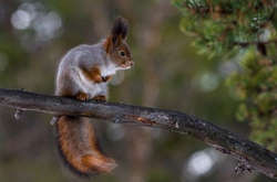 Грудень відзначився температурними гойдалками