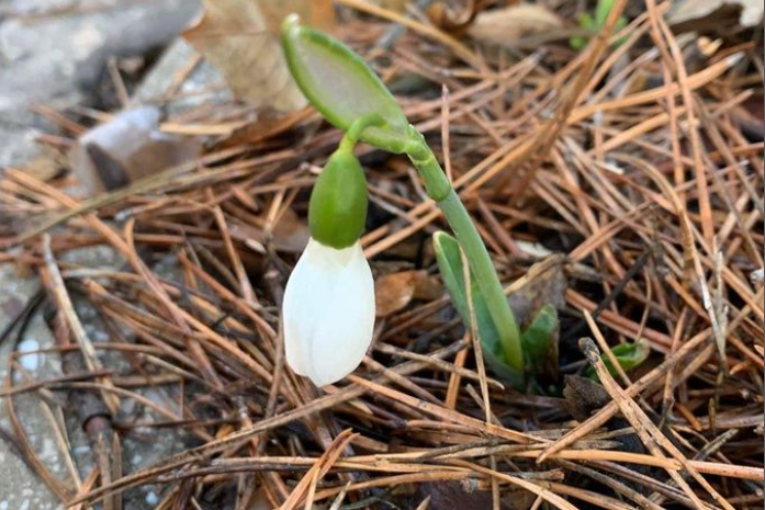 Природа реагує на зміну клімату та погоди, що досі більше нагадувала ранню весну - На Тернопільщині люди помітили дивні природні явища