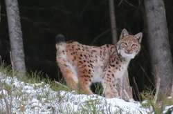 В Карпатах засняли семью редких рысей (фото)