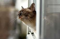 Сухо і тепло до +13: прогноз погоди в Україні на середу