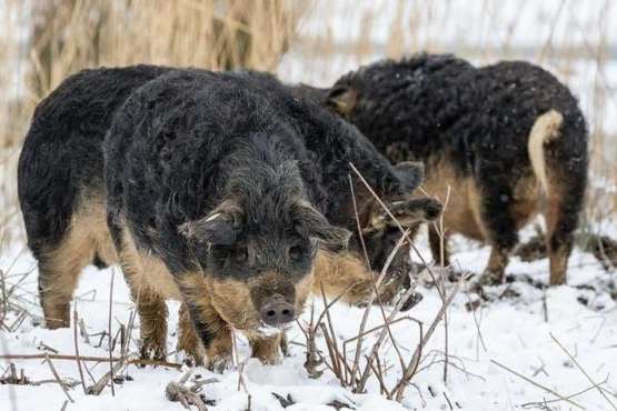 Угорські свині, французькі мініовечки та карпатські буйволи: на Прикарпатті створюють контактну екоферму