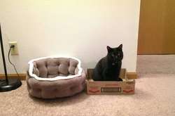 Курьезные фото вредных котов, которые спят где угодно, но не на своих лежанках