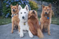 Наглый финский шпиц, который обожает портить общие фото, стал звездой соцсетей