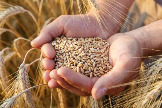 Вартість української пшениці на експортному ринку перевищила шестирічний максимум