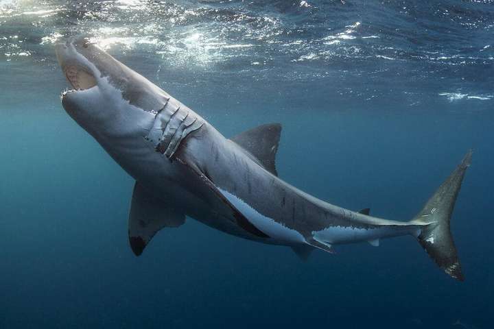 Вперше за сім років: у Новій Зеландії акула вбила молоду дівчину