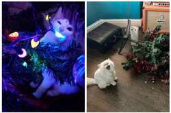 Когда люди украшали дом, чтобы поймать праздничное настроение, но коты были против