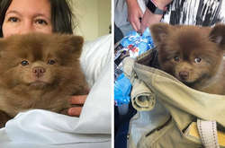  Пользователи соцсетей отмечают невероятное сходство Берта с медвежонком из мультфильма «Приключения Паддингтона» 
  