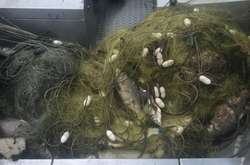 На Київщині виявлені браконьєрські сітки з мертвою рибою і птахами (фото)