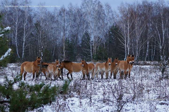 У засніженій Чорнобильській зоні помітили табун коней Пржевальського (фото)