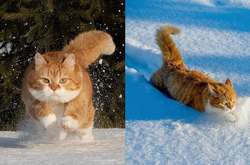 Этот обожающий снег пухлый кот покорит вас восхитительной внешностью (фото)