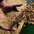 На поточному тижні в портах України продовжується зростання цін на пшеницю