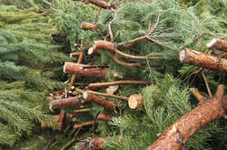 Минулого року жителі Києва здали на утилізацію понад 14 тис. ялинок