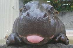 Бегемоти найбільшого в світі наркобарона загрожують екосистемі Колумбії