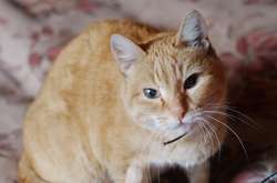 Когда сам себя бесишь: в сети шутят над обозленным на свой хвост котом (видео)