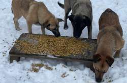 Корм доставляють у локації, де мешкає найбільше безпритульних тварин