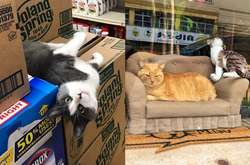 Курьезные фото котов в магазинах, которые почувствовали себя крутыми бизнесменами