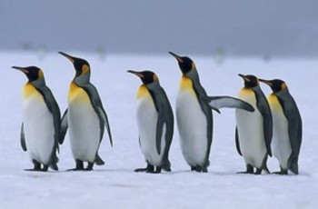 На місцях регіонали обганяють «пінгвінів»