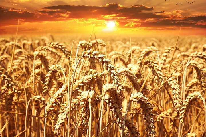 Китай став головним імпортером українського зерна - Стало відомо, яка країна найбільше скупляла українське зерно минулого року