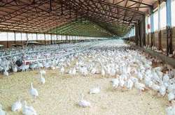 Один из крупнейших производителей курятины остановил работу