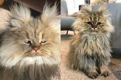Пушистый персидский кот с хмурым взглядом покорил соцсеть: курьезные фото