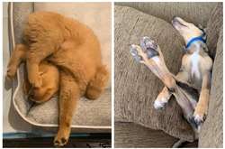 Пользователи соцсети показали, в каких позах спят их собаки: подборка смешных фото