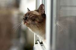 24 січня температура у столиці піднялась до +8,6°С