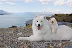  Пушистые питомцы хотя и кажутся полными противоположностями, не чают друг в друге души. 
  