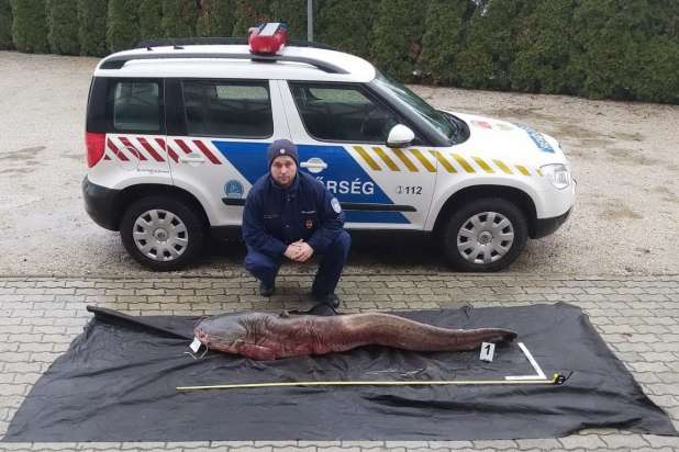 Угорська поліція затримала двох рибалок, які виловили гігантського сома (фото)