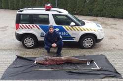 Угорська поліція затримала двох рибалок, які виловили гігантського сома (фото)