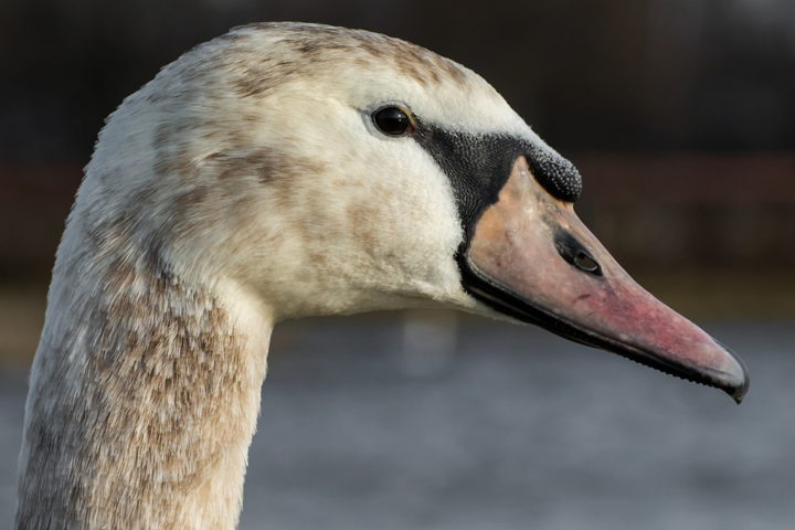 На Вінниччині місцева жителька врятувала лебедя з пораненою браконьєрами лапою