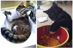 Как узнать, что кошка захватила ваш дом: 12 признаков