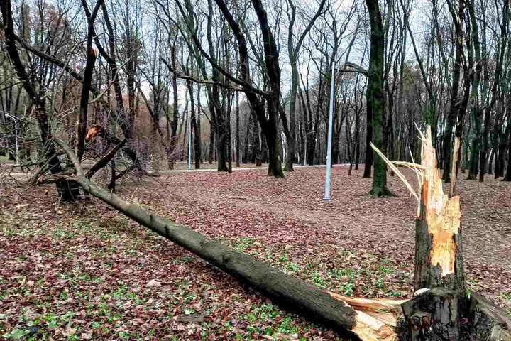 Ураганний вітер наробив лиха в Києві: десятки повалених дерев (фото)
