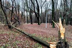 Дерева ламалися під натиском вітру