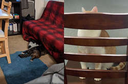 Курьезные фото кошек и собак, которые уверены в своей невидимости