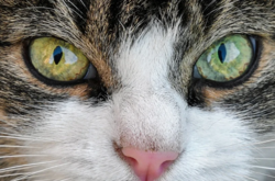 Кот не дает малышу залезть на перила