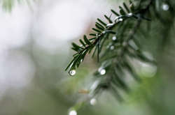 Після сильних морозів у Київ прийшло тепло