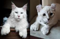 Эти животные удивят вас своей уникальной внешностью (фото)