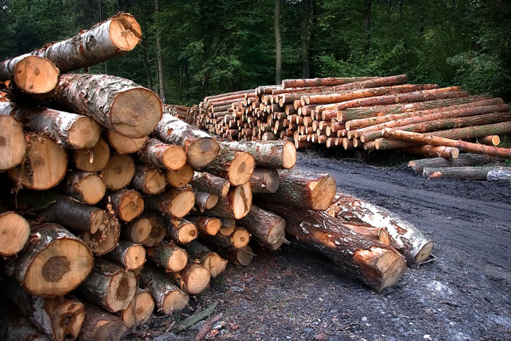 На Вінниччині лісоруб незаконно зрізав дерев на понад 1 млн грн, йому оголосили підозру 