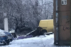В Одесі продовжують падати дерева (фото)