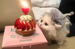 Фото котят-малышей, чья крошечность заставит вас улыбнуться