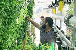 Ферми є модульними, розширюваними і переміщуються, з повністю автоматизованим управлінням урожаєм і стерильним середовищем