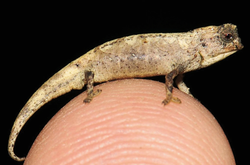 На Мадагаскарі знайшли новий крихітний вид хамелеонів
