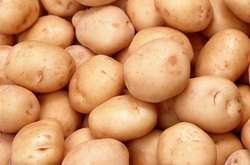 Урожайність вітчизняних сортів досягає 40-50 т / га