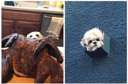 Курьезные фото песиков, которые ни за что на свете позволят хозяину побыть наедине