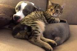 Курьезные фото котов, которые по уши втрескались в собак