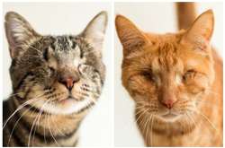 Фотограф публикует снимки безглазых кошек в надежде, что они найдут дом