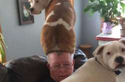 Когда животные выжали из понятия «наглость» максимум: курьезные фото