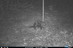 Капибара или чупакабра? Лесная камера засняла таинственного зверя (видео)